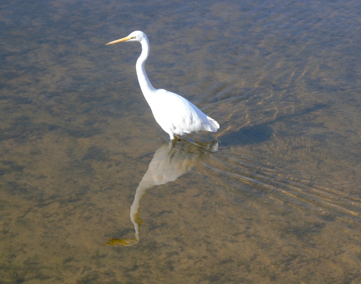 Great Egret - Warwick Mears