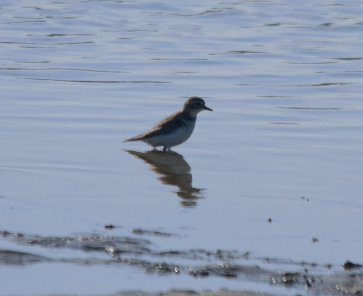 Double-banded Plover - Warwick Mears
