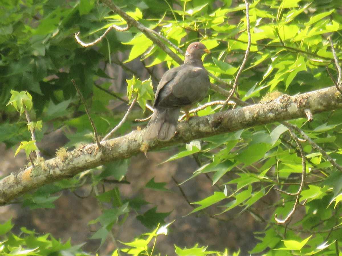 Band-tailed Pigeon - ML618946463