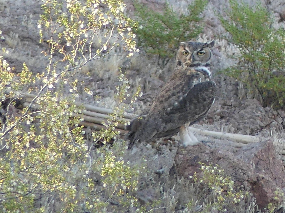 Great Horned Owl - ML618946473
