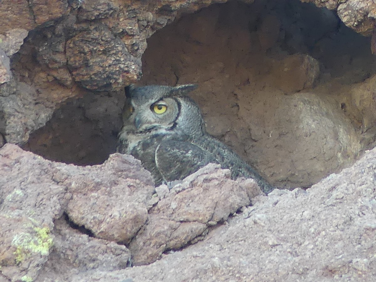Great Horned Owl - ML618946474