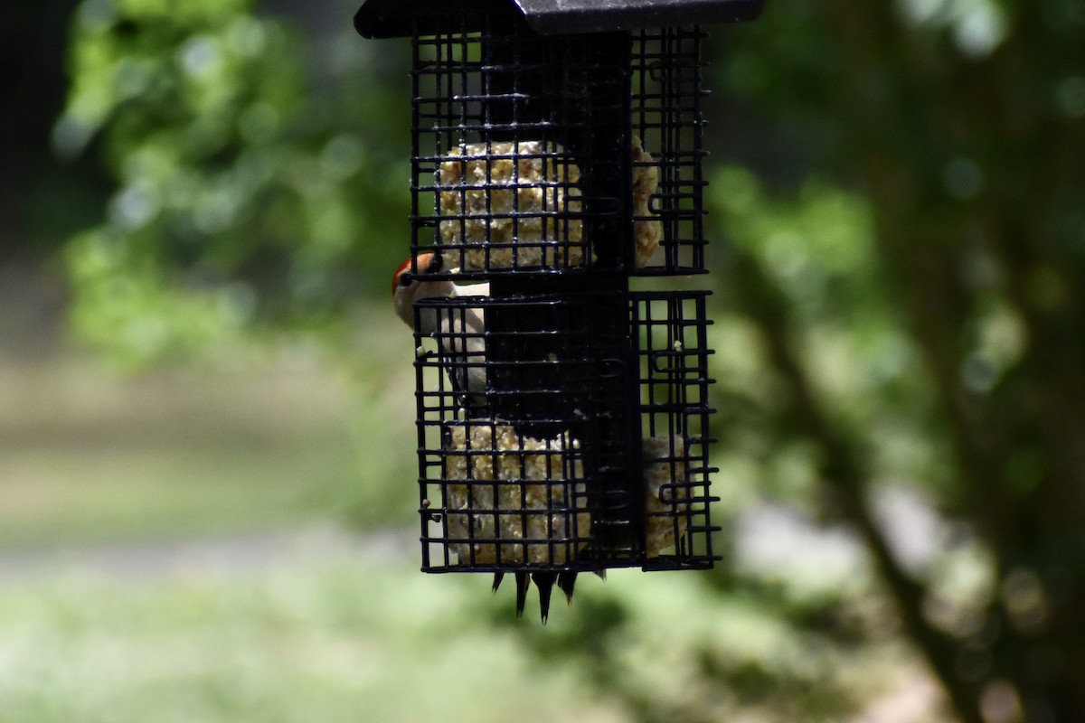 Red-bellied Woodpecker - ML618946482
