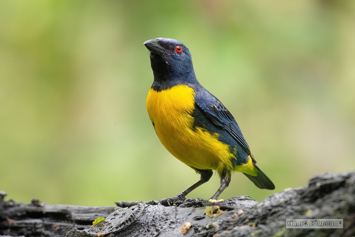 Blue-and-gold Tanager - ML618946486