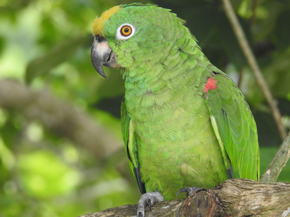 Yellow-crowned Parrot - ML618946510