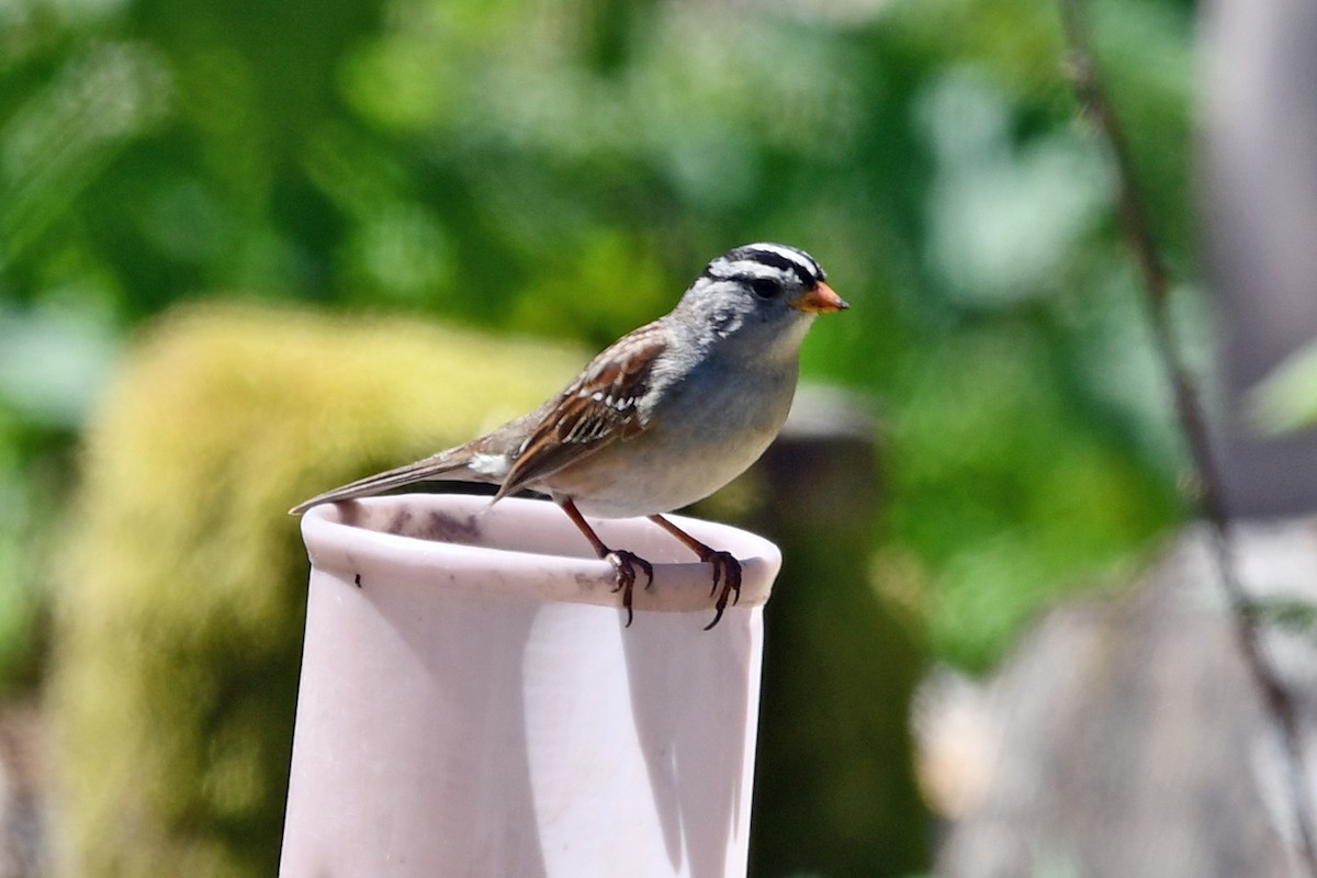 White-crowned Sparrow - Steve Hawes