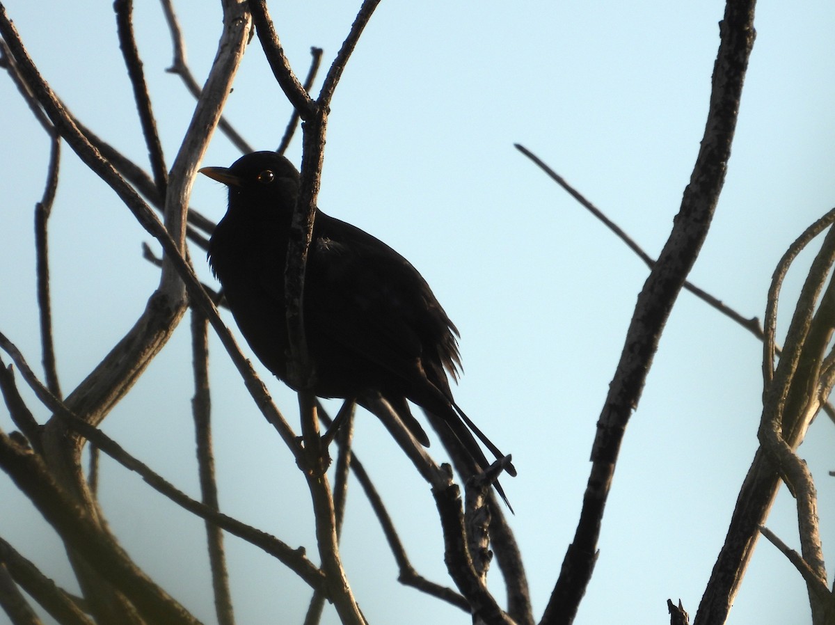 Eurasian Blackbird - ML618946542