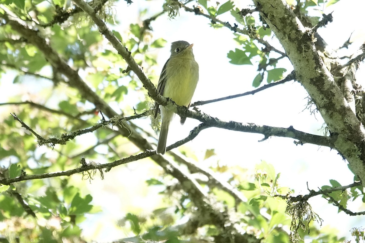 eBird Checklist 12 May 2024 Sauvie IslandOak Island (Multnomah Co