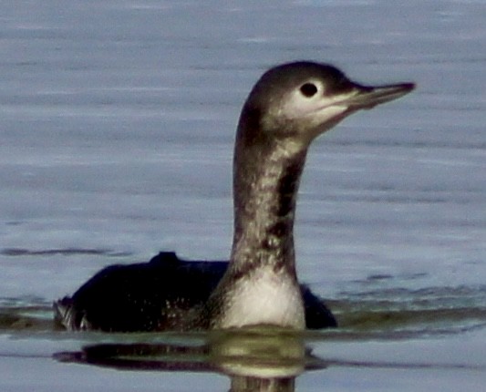 Red-throated Loon - ML618946564