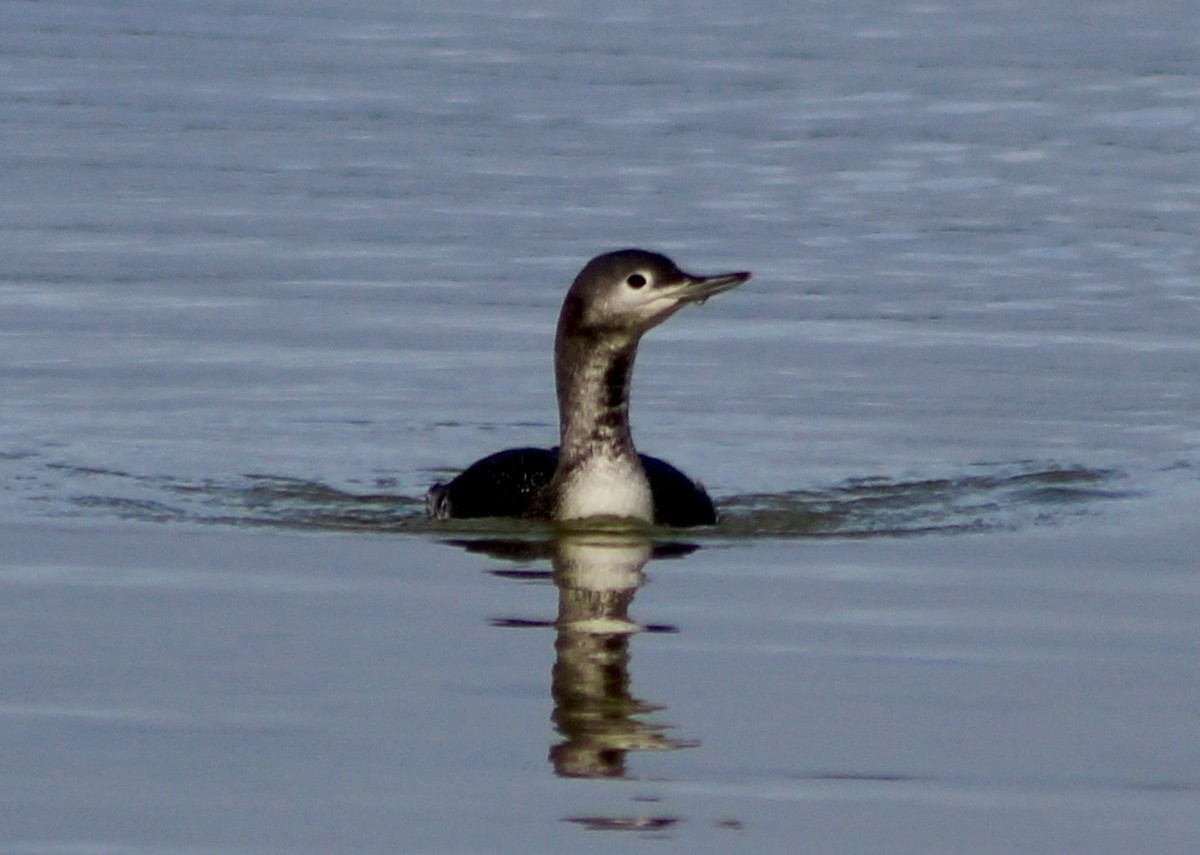 Red-throated Loon - ML618946565