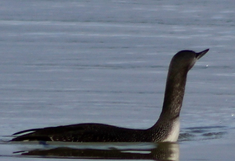 Red-throated Loon - Jessica D