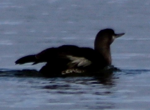 Red-throated Loon - ML618946568
