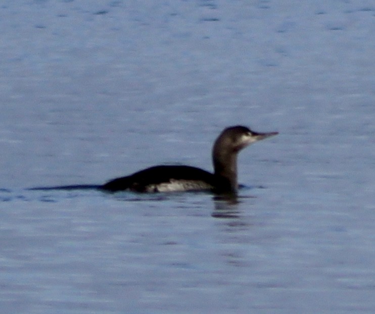 Red-throated Loon - ML618946569
