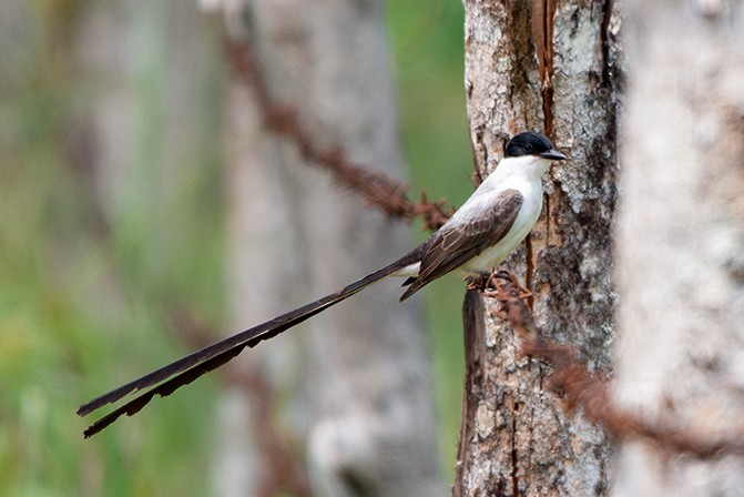 Fork-tailed Flycatcher - Fundación Ecoturística Recetor Vive un Paraíso