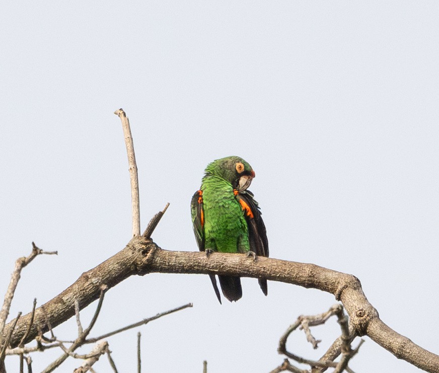 Red-fronted Parrot - ML618946612