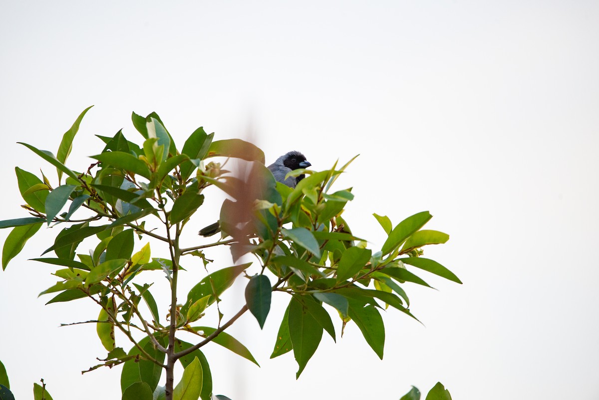 Black-faced Tanager - ML618946654