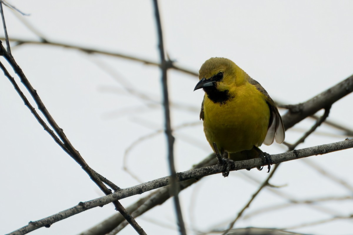 Hooded Oriole (nelsoni Group) - ML618946658