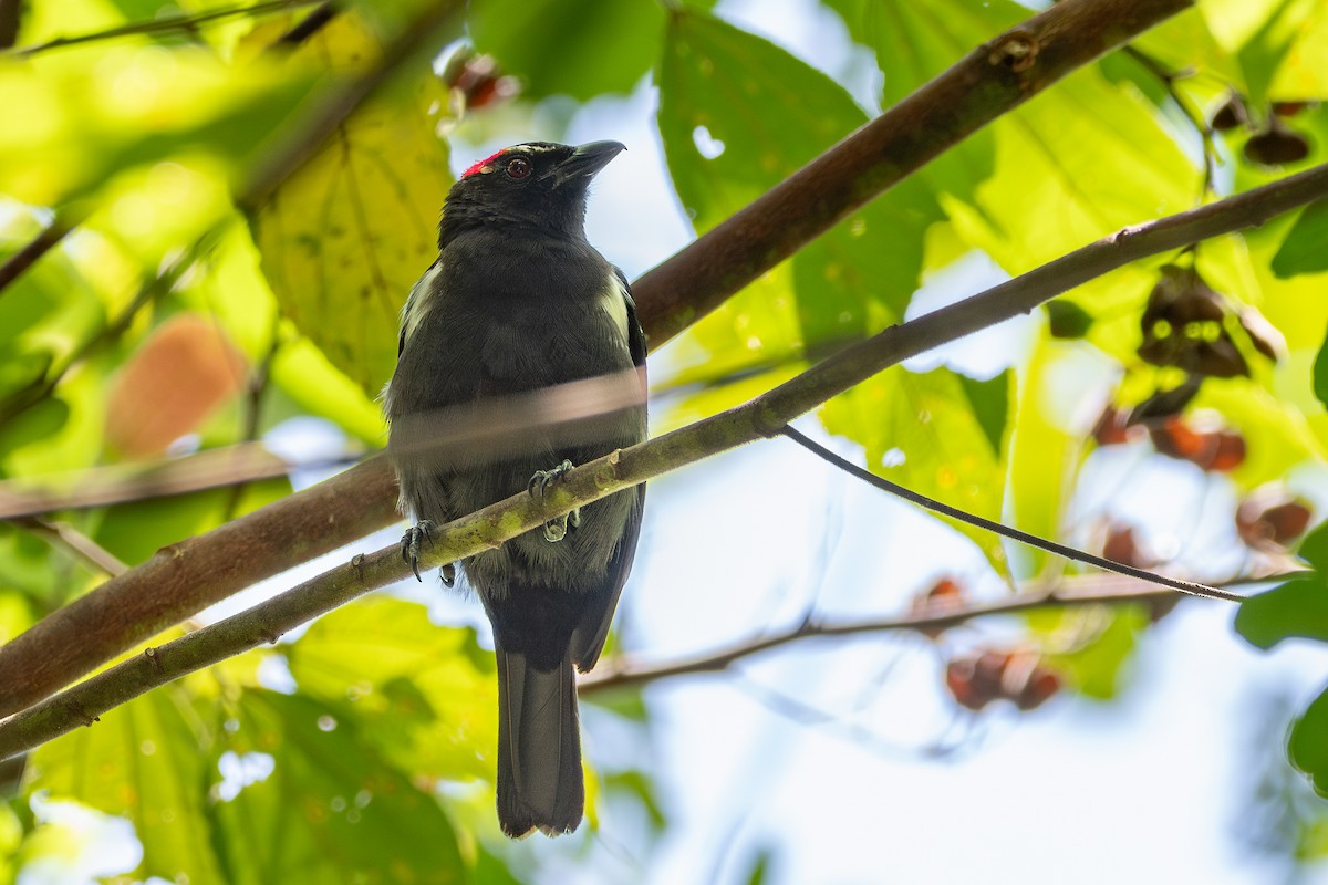 Scarlet-browed Tanager - Nestor Monsalve (@birds.nestor)