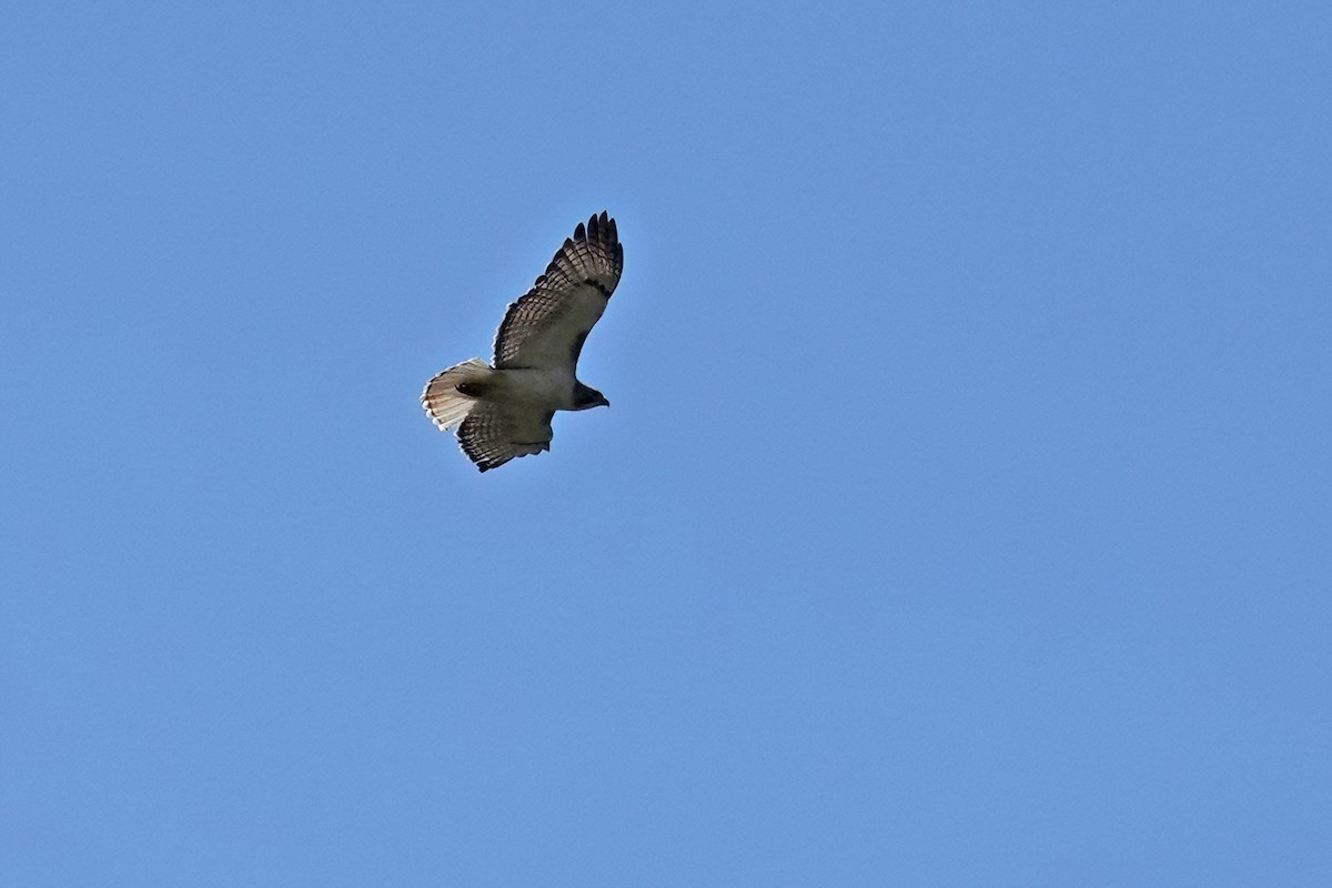 Red-tailed Hawk (borealis) - ML618946667