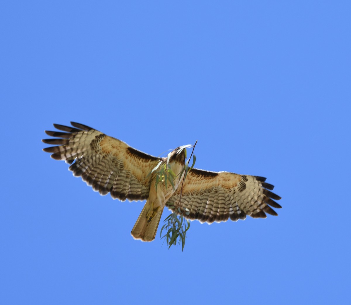Red-tailed Hawk - Roxxianna D