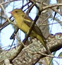 Western Tanager - ML618946682
