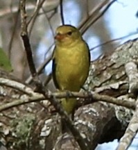 Western Tanager - ML618946683