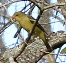 Western Tanager - ML618946684
