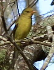 Western Tanager - Jessica D