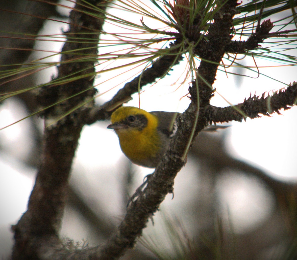 Olive Warbler - SILVERIO MENCHU Birdwatching Totonicapan