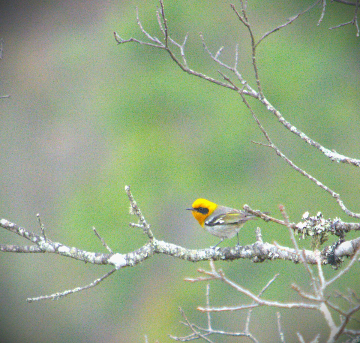 Olive Warbler - SILVERIO MENCHU Birdwatching Totonicapan
