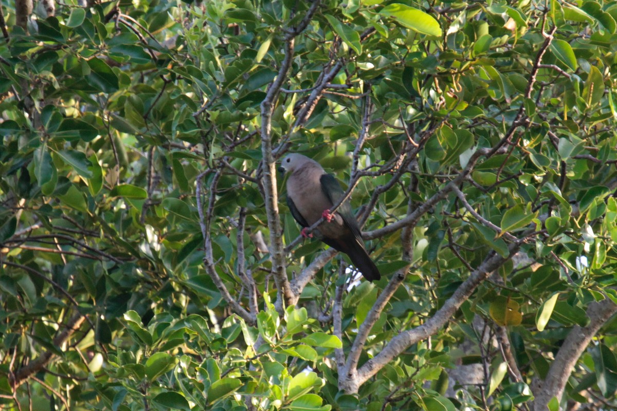 Pacific Imperial-Pigeon - ML61894671
