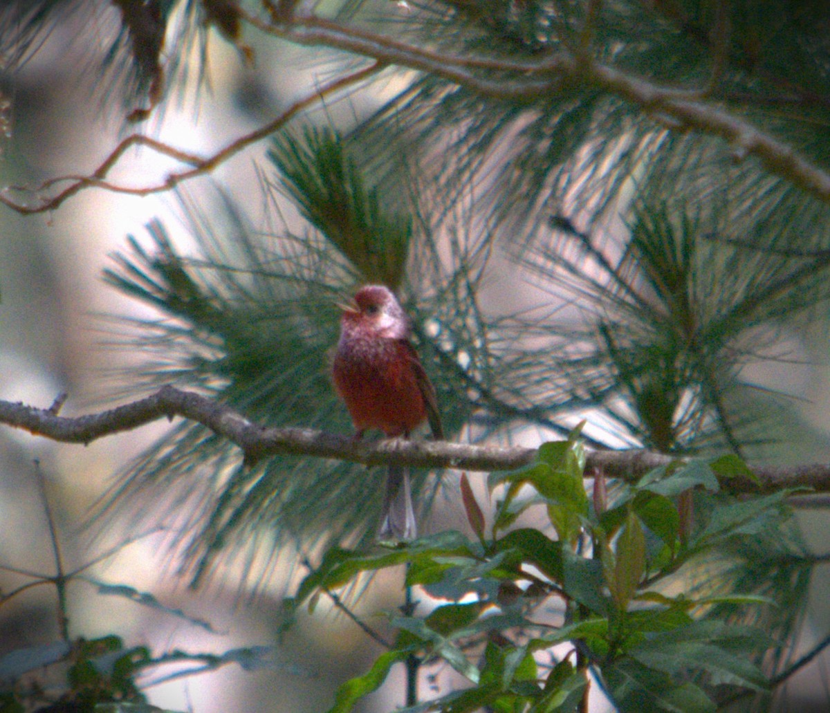 Pink-headed Warbler - SILVERIO MENCHU Birdwatching Totonicapan