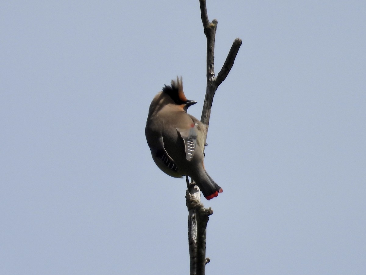 Japanese Waxwing - ML618946711