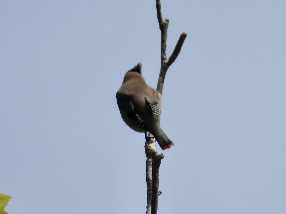 Japanese Waxwing - ML618946712