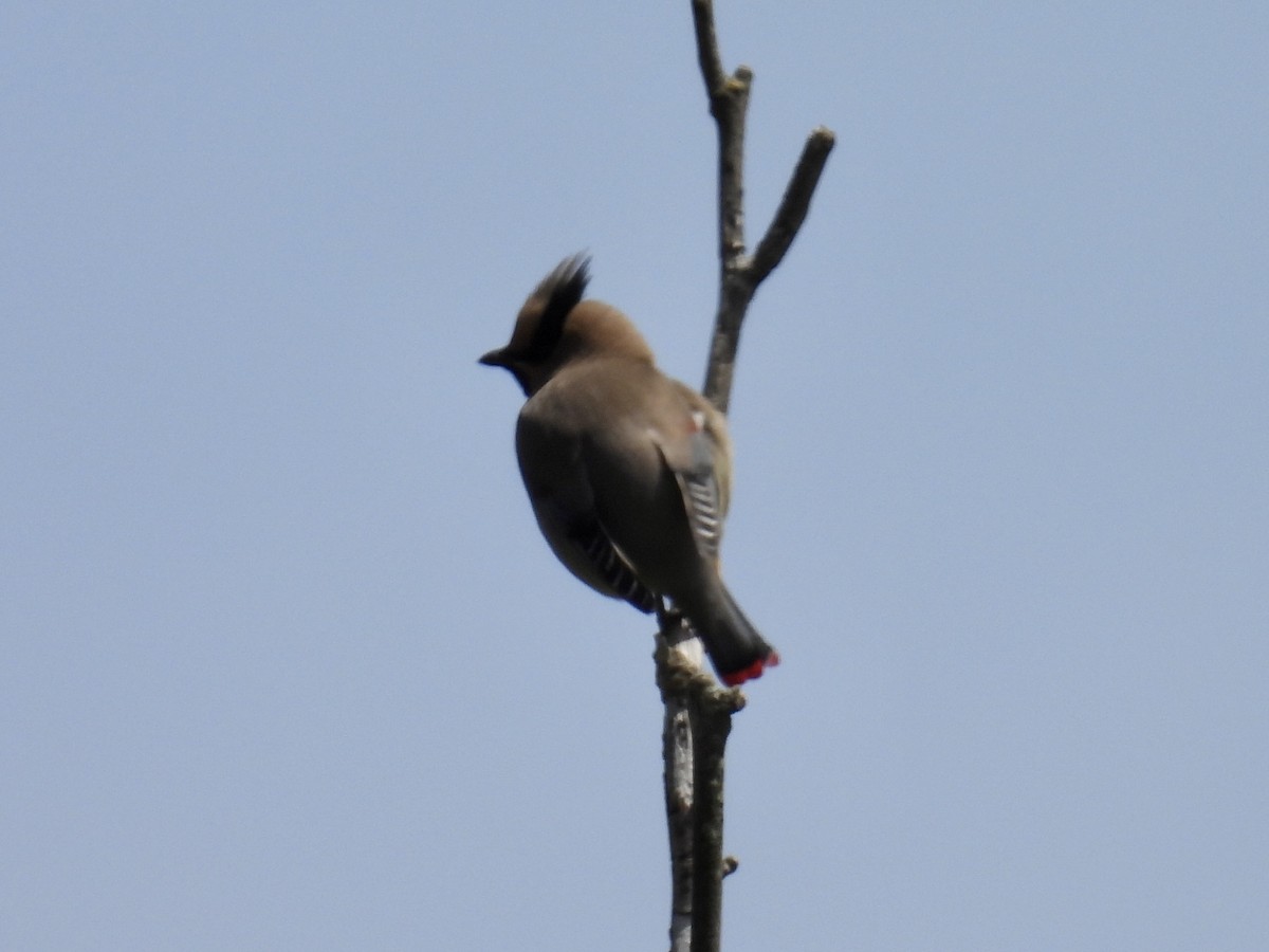 Japanese Waxwing - ML618946713