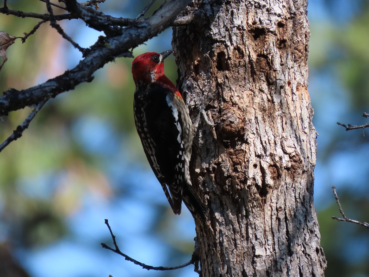 Red-naped x Red-breasted Sapsucker (hybrid) - Chase Birdsmore