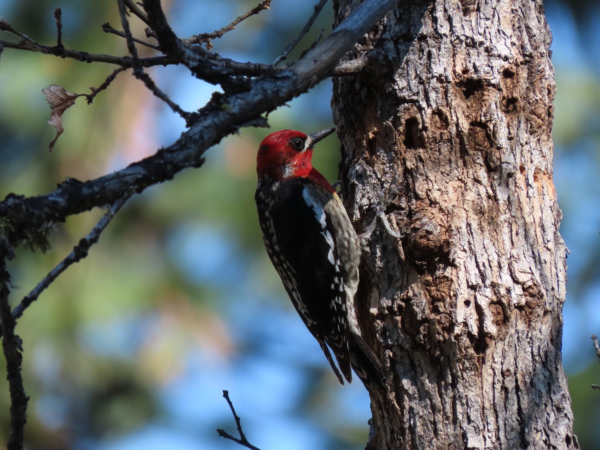 Red-naped x Red-breasted Sapsucker (hybrid) - ML618946744