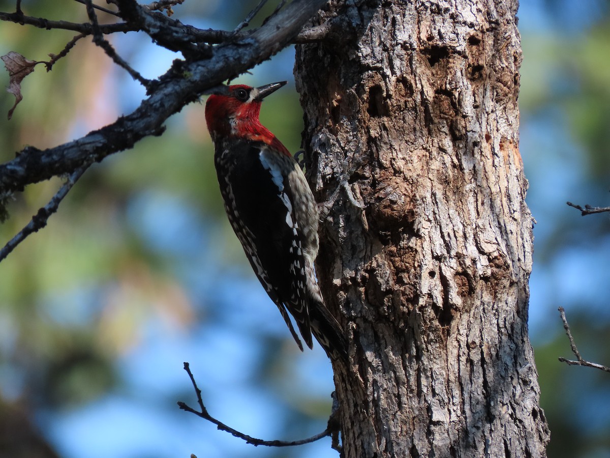 Red-naped x Red-breasted Sapsucker (hybrid) - ML618946745