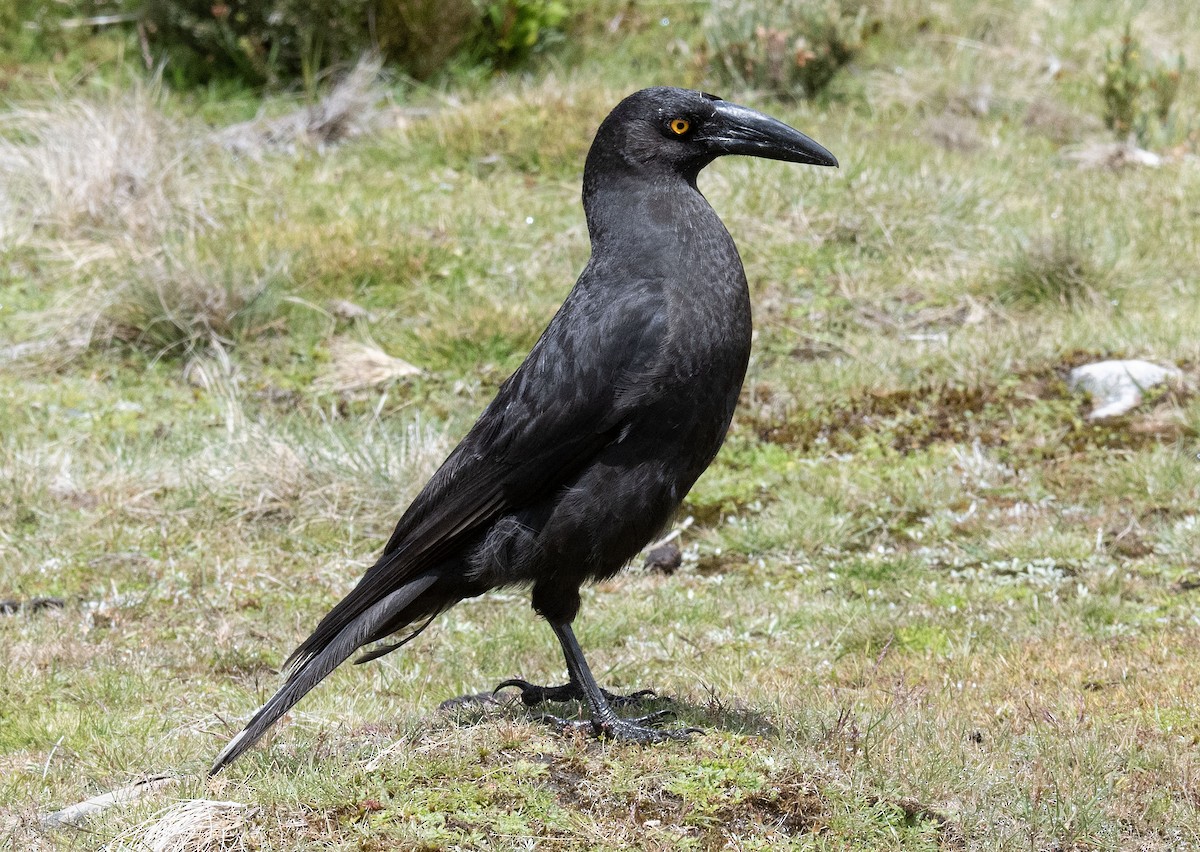 Black Currawong - Philip Griffin