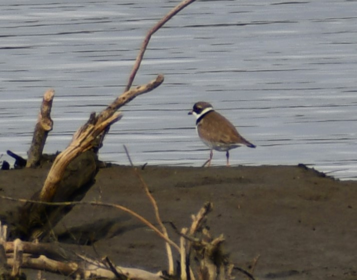 Semipalmated Plover - ML618946801