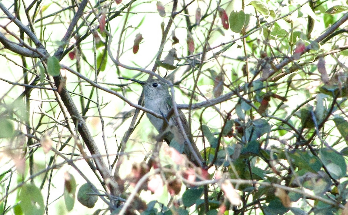 Spot-throated Hummingbird - Frances Oliver