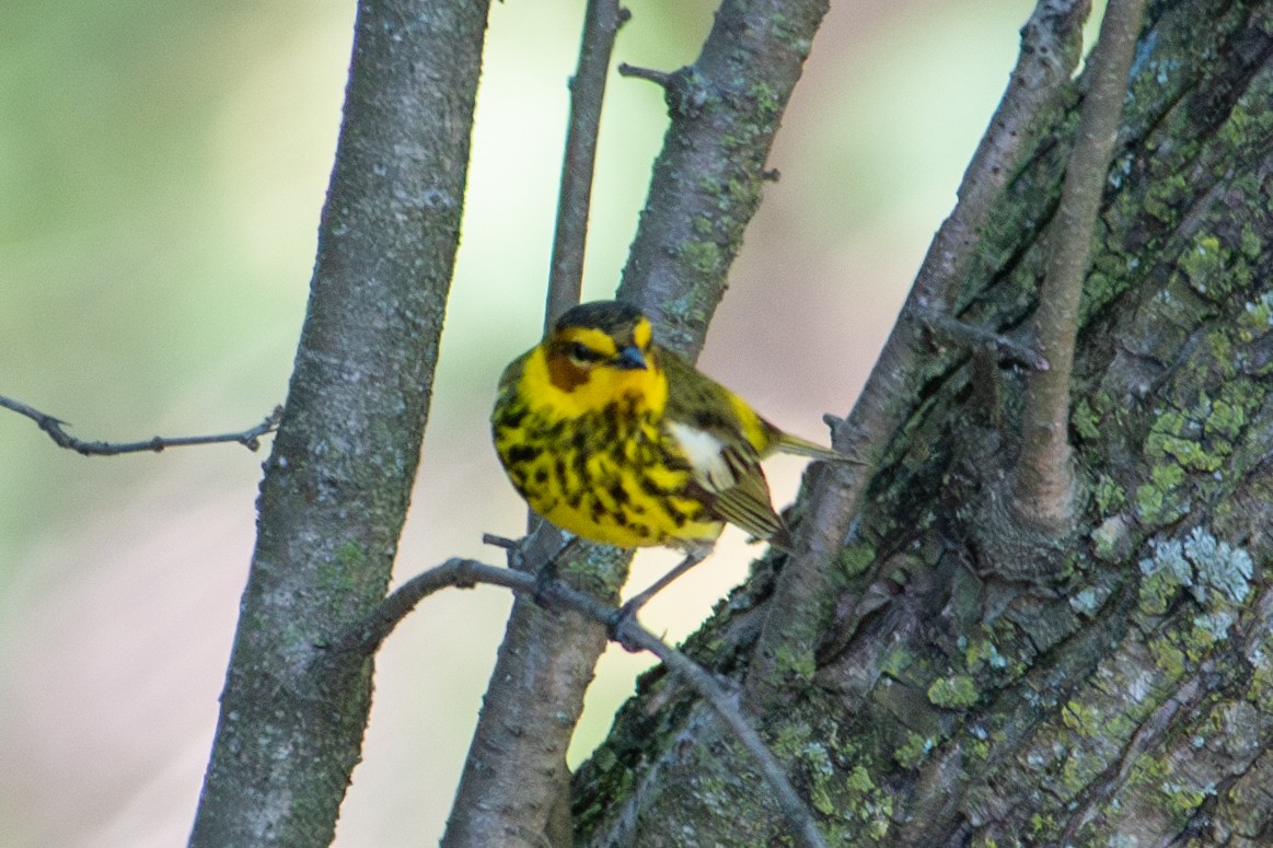 Cape May Warbler - ML618946811