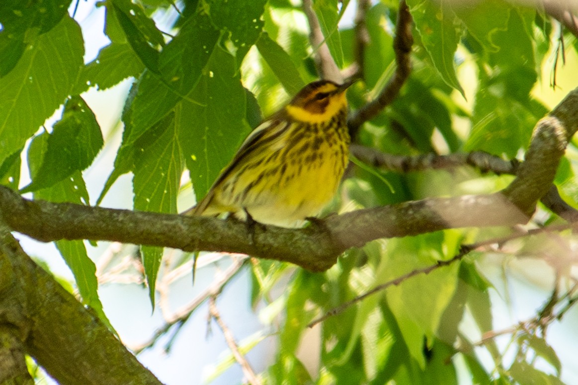 Cape May Warbler - ML618946812