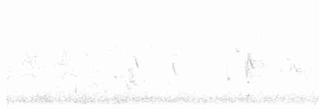 strakapoud bělohlavý - ML618946865