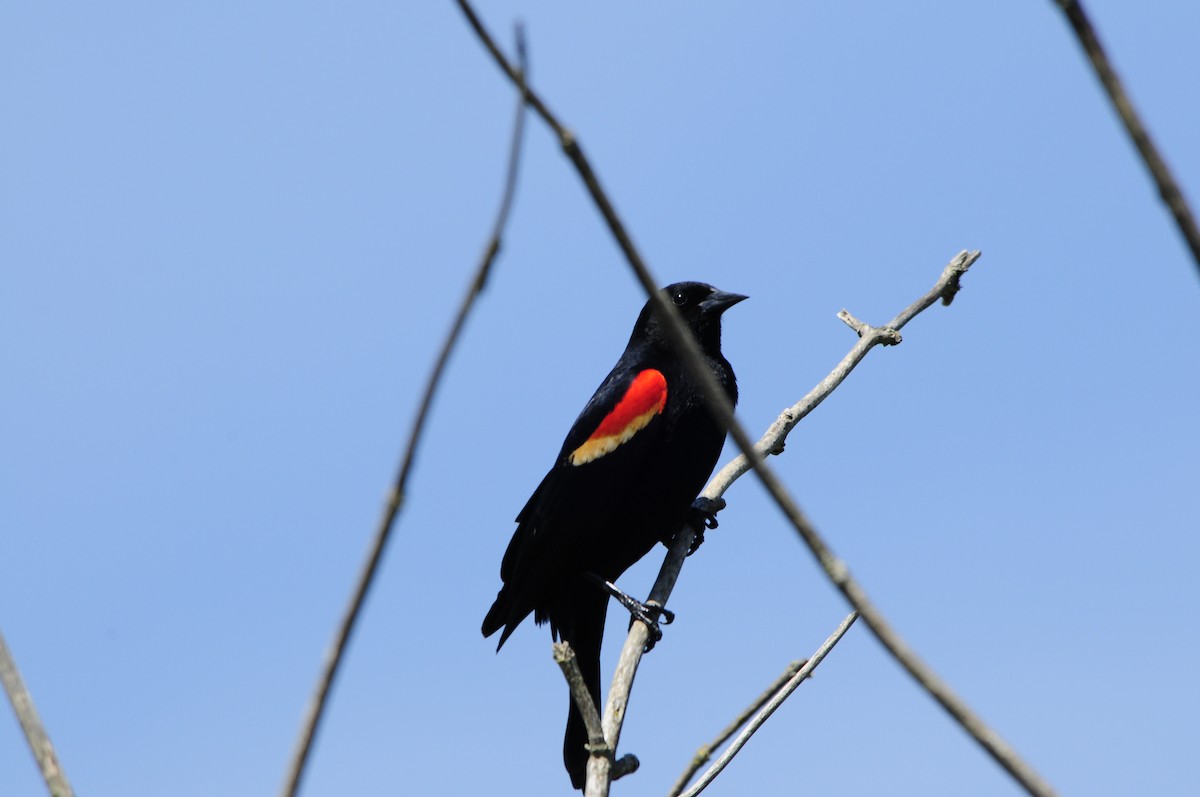 Red-winged Blackbird - nicole williams
