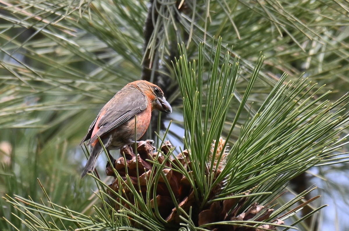 Red Crossbill (Ponderosa Pine or type 2) - Ryan O'Donnell