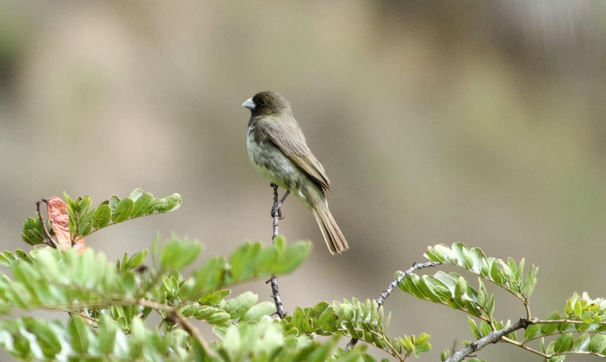 Yellow-bellied Seedeater - Frances Oliver