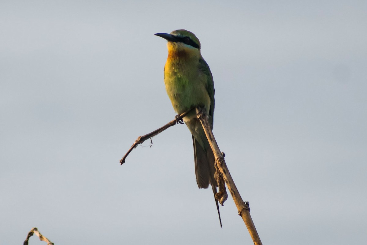 Blue-tailed Bee-eater - ML618946925