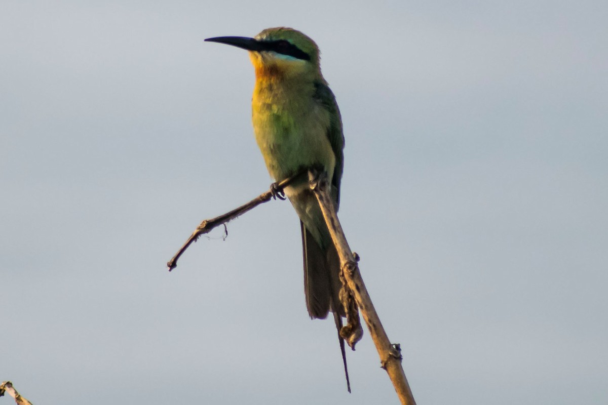Blue-tailed Bee-eater - ML618946926