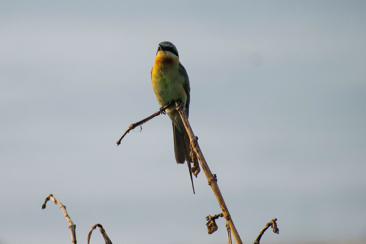 Blue-tailed Bee-eater - ML618946927