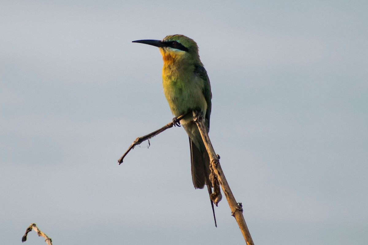 Blue-tailed Bee-eater - ML618946928